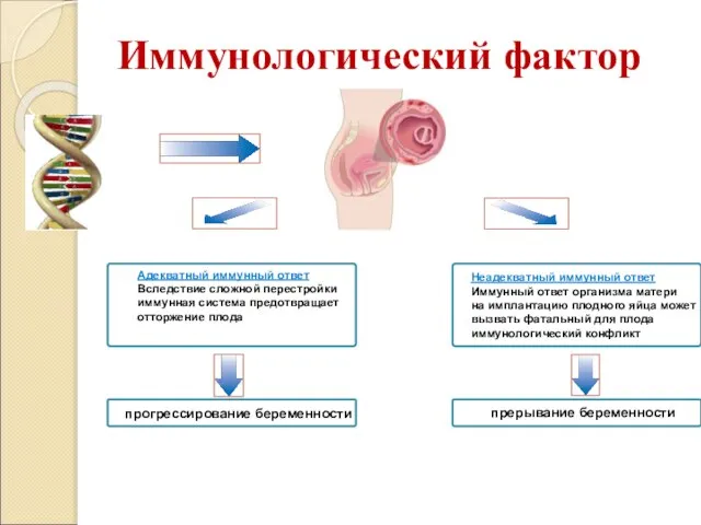 Иммунологический фактор Адекватный иммунный ответ Вследствие сложной перестройки иммунная система предотвращает