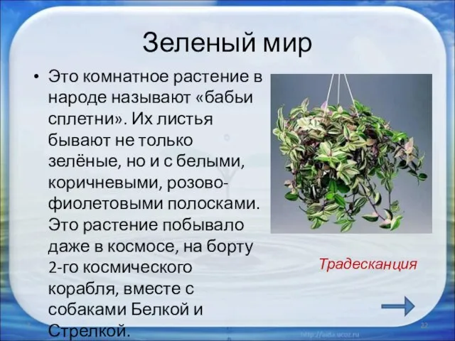 Зеленый мир Это комнатное растение в народе называют «бабьи сплетни». Их