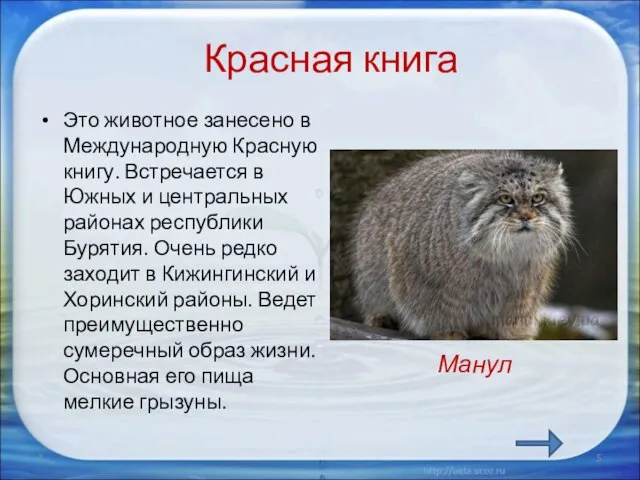 Красная книга Это животное занесено в Международную Красную книгу. Встречается в