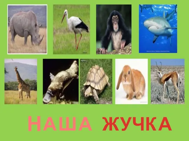 Н А Ш А Ж У Ч К А