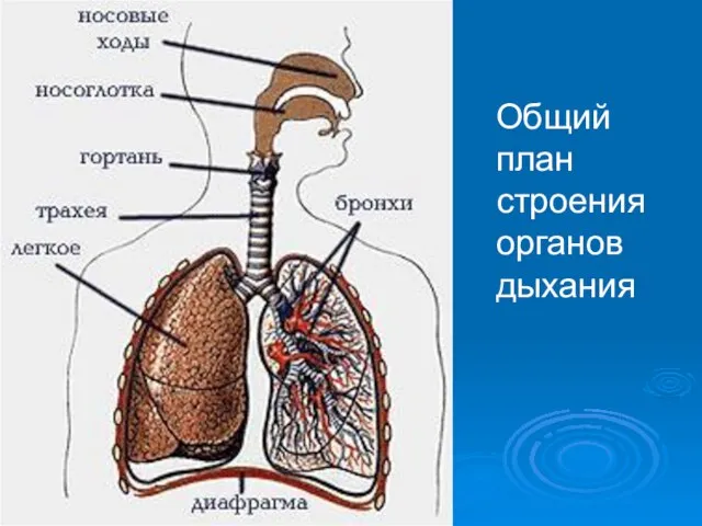 Общий план строения органов дыхания