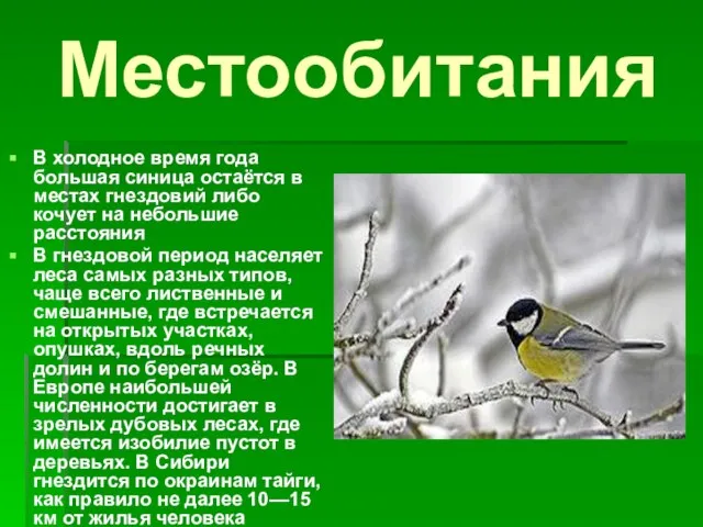 Местообитания В холодное время года большая синица остаётся в местах гнездовий