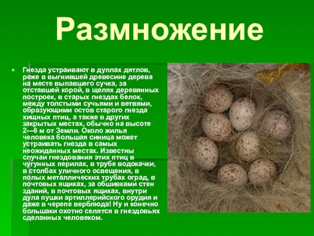 Размножение Гнезда устраивают в дуплах дятлов, реже в выгнившей древесине дерева