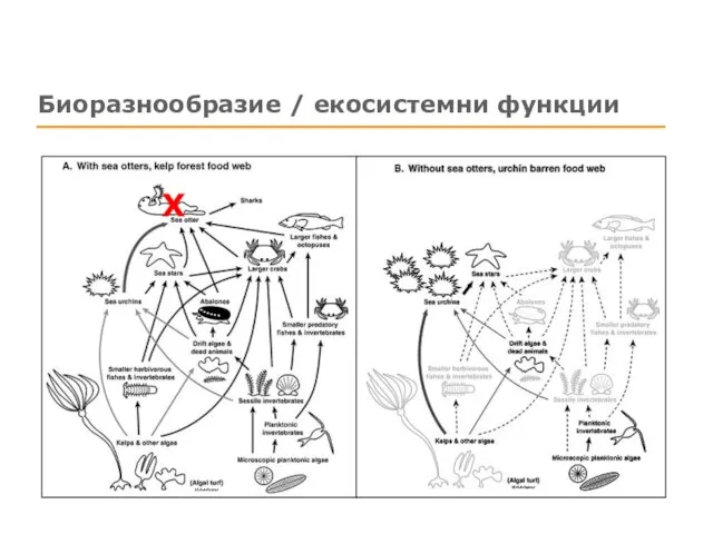 Биоразнообразие / екосистемни функции Х