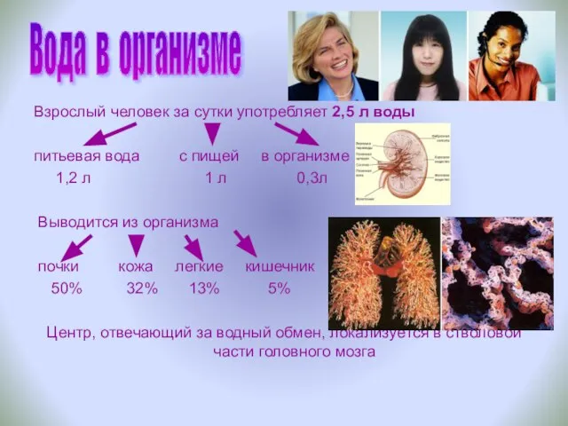 Взрослый человек за сутки употребляет 2,5 л воды питьевая вода с