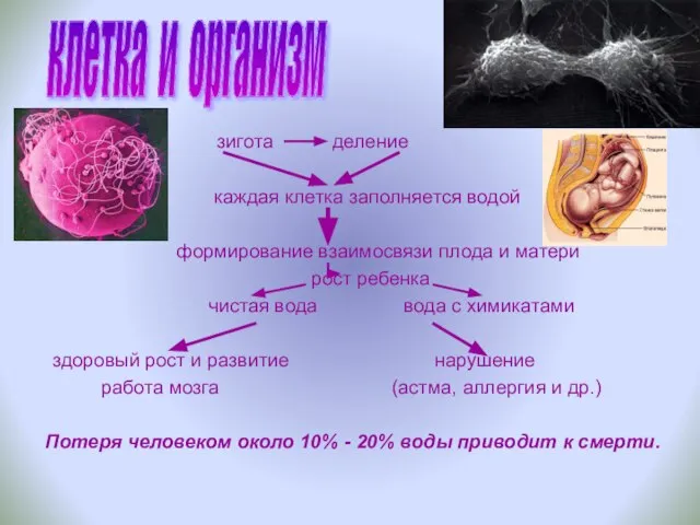 зигота деление каждая клетка заполняется водой формирование взаимосвязи плода и матери