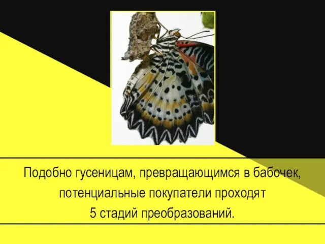 Подобно гусеницам, превращающимся в бабочек, потенциальные покупатели проходят 5 стадий преобразований.