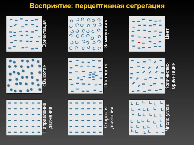 Восприятие: перцептивная сегрегация Ориентация Замкнутость Цвет «Высота» Плотность Количество, ориентация Направление движения Скорость движения Число углов