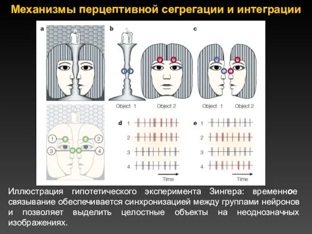 Иллюстрация гипотетического эксперимента Зингера: временное связывание обеспечивается синхронизацией между группами нейронов