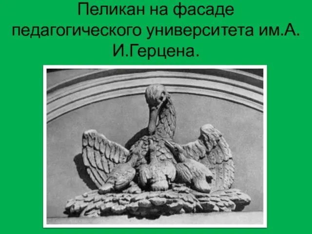 Пеликан на фасаде педагогического университета им.А.И.Герцена.