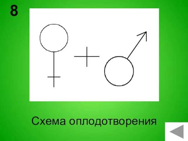 Схема оплодотворения 8