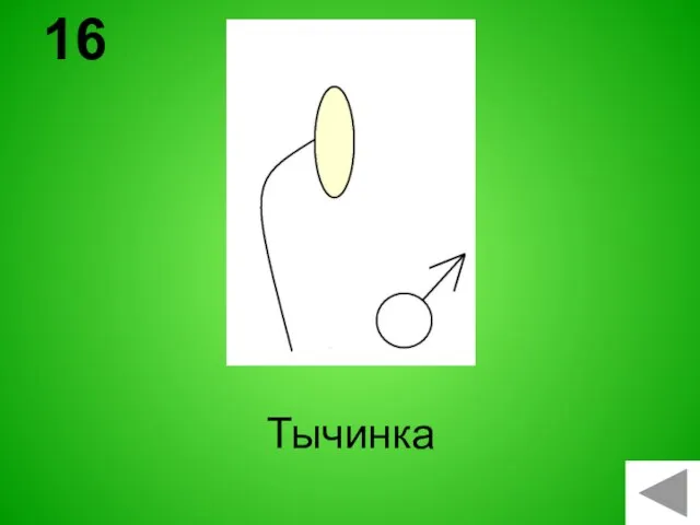 Тычинка 16