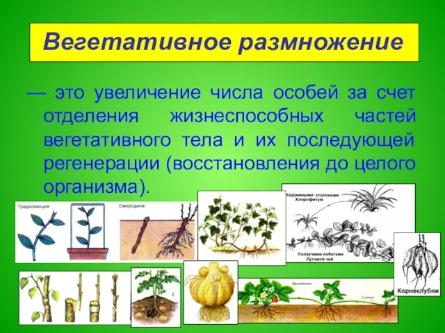 Вегетативное размножение — это увеличение числа особей за счет отделения жизнеспособных