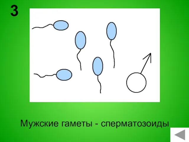 Мужские гаметы - сперматозоиды 3