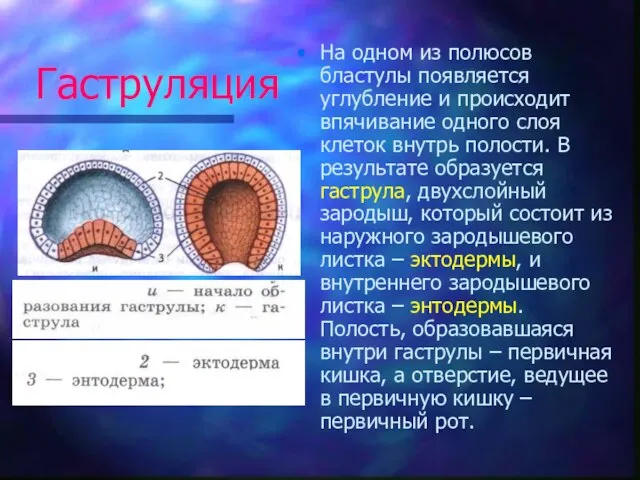 Гаструляция На одном из полюсов бластулы появляется углубление и происходит впячивание