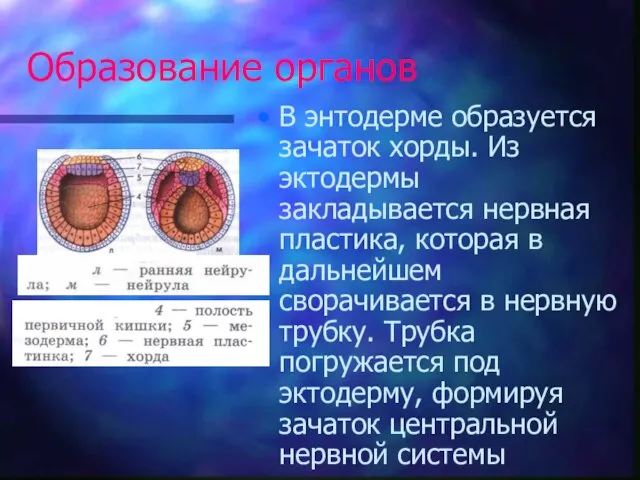 Образование органов В энтодерме образуется зачаток хорды. Из эктодермы закладывается нервная