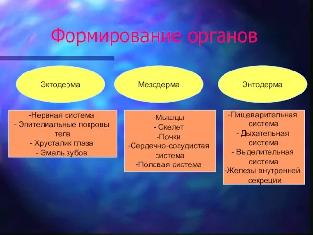 Формирование органов Эктодерма Мезодерма Энтодерма Нервная система Эпителиальные покровы тела Хрусталик