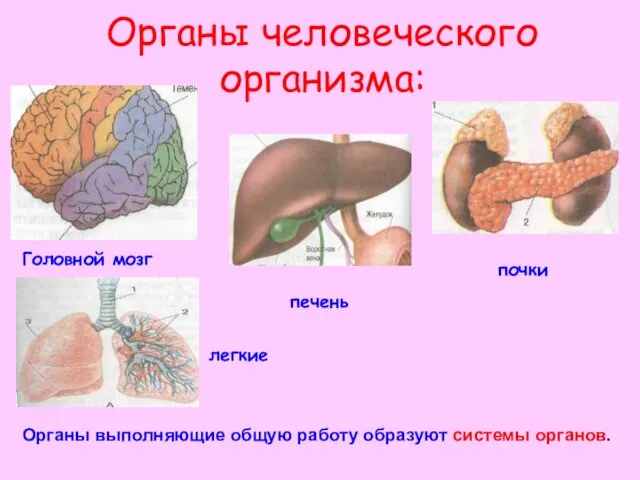 Органы человеческого организма: почки печень Головной мозг легкие Органы выполняющие общую работу образуют системы органов.