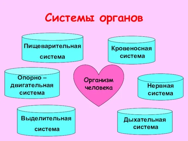 Системы органов Нервная система Кровеносная система Организм человека Дыхательная система Пищеварительная