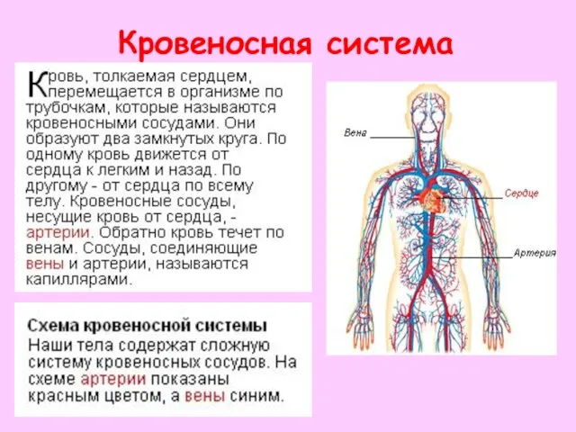 Кровеносная система