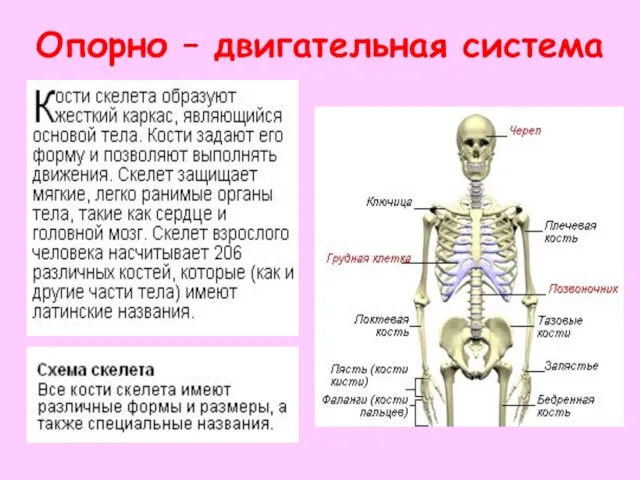 Опорно – двигательная система