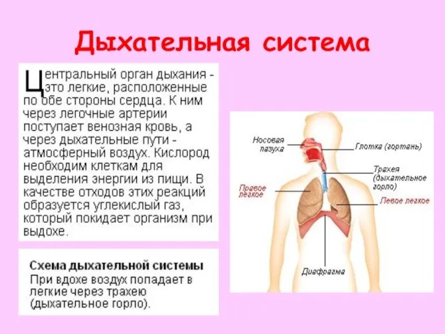 Дыхательная система