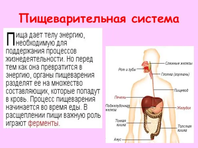 Пищеварительная система