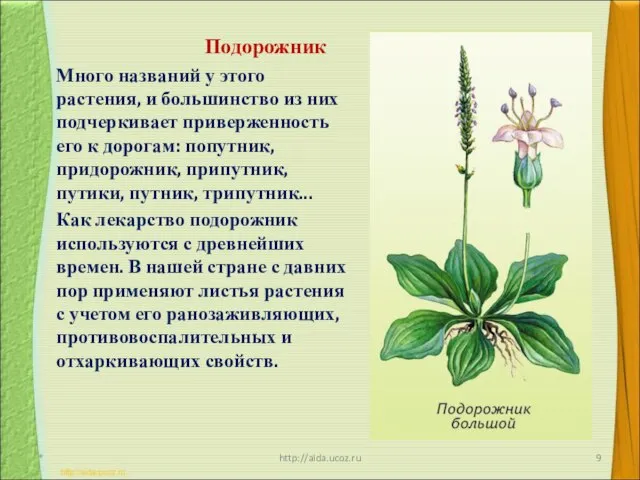 Подорожник Много названий у этого растения, и большинство из них подчеркивает