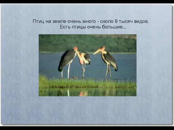 Птиц на земле очень много - около 9 тысяч видов. Есть птицы очень большие...