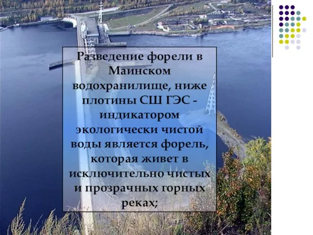 Разведение форели в Маинском водохранилище, ниже плотины СШ ГЭС - индикатором