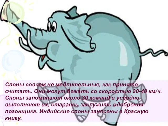 Слоны совсем не медлительные, как принято считать. Они могут бежать со