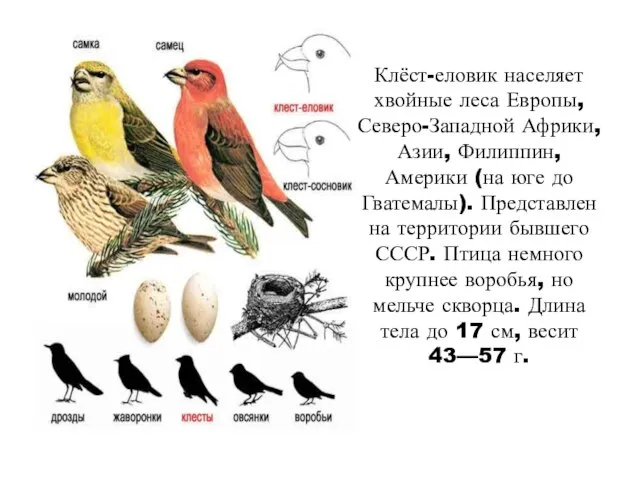 Клёст-еловик населяет хвойные леса Европы, Северо-Западной Африки, Азии, Филиппин, Америки (на