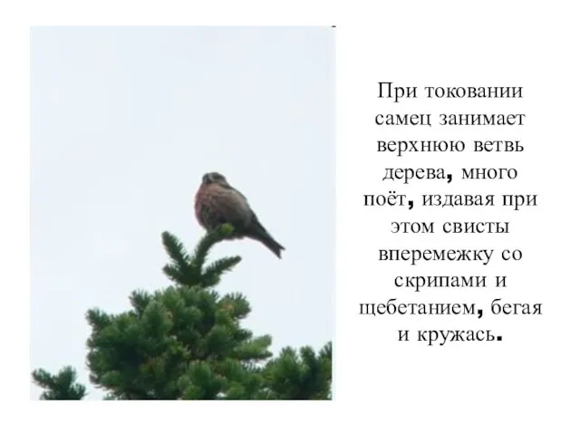 При токовании самец занимает верхнюю ветвь дерева, много поёт, издавая при