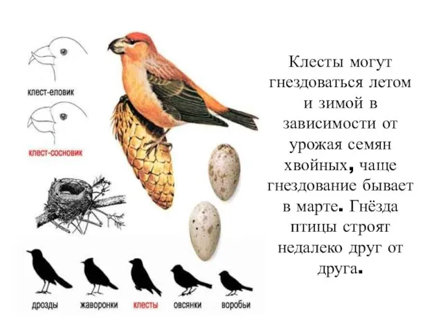 Клесты могут гнездоваться летом и зимой в зависимости от урожая семян