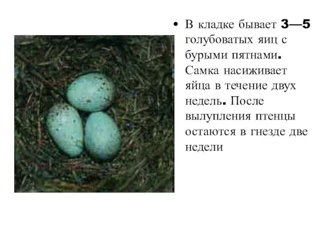 В кладке бывает 3—5 голубоватых яиц с бурыми пятнами. Самка насиживает