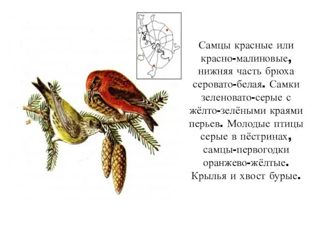 Самцы красные или красно-малиновые, нижняя часть брюха серовато-белая. Самки зеленовато-серые с