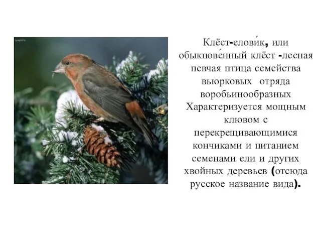 Клёст-елови́к, или обыкнове́нный клёст -лесная певчая птица семейства вьюрковых отряда воробьинообразных