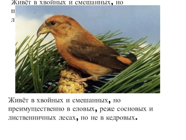 Живёт в хвойных и смешанных, но преимущественно в еловых, реже сосновых