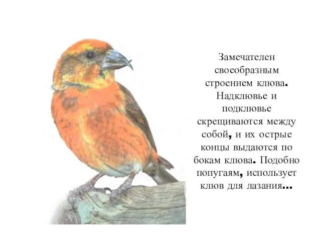 Замечателен своеобразным строением клюва. Надклювье и подклювье скрещиваются между собой, и