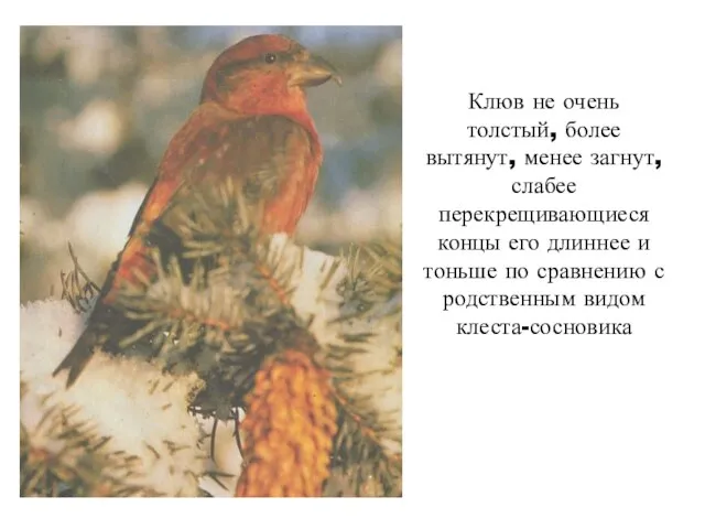 Клюв не очень толстый, более вытянут, менее загнут, слабее перекрещивающиеся концы