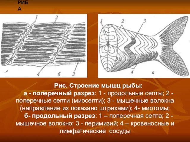 РИБА Рис. Строение мышц рыбы: а - поперечный разрез: 1 -