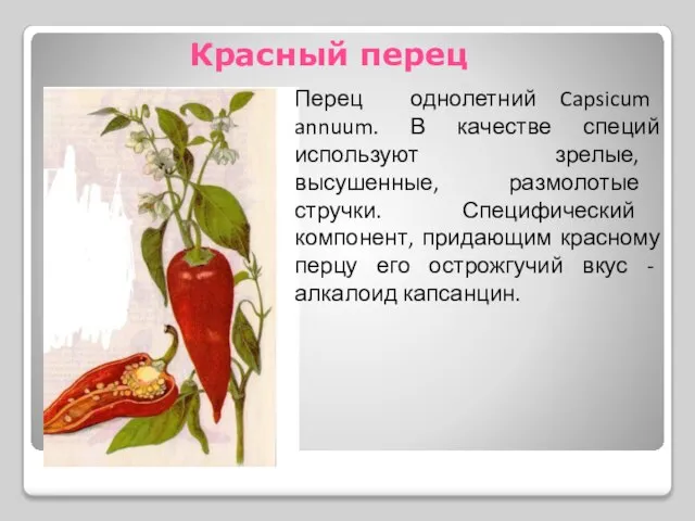 Красный перец Перец однолетний Capsicum annuum. В качестве специй используют зрелые,