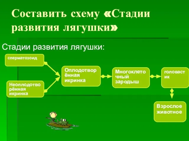 Составить схему «Стадии развития лягушки» Стадии развития лягушки: сперматозоид Неоплодотворённая икринка