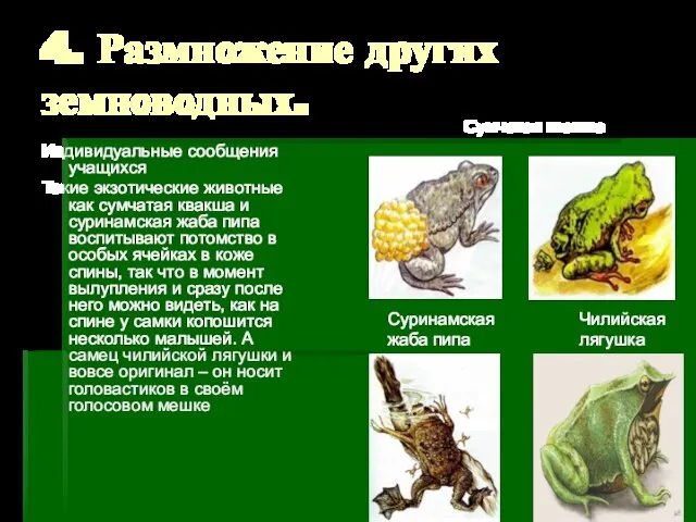 4. Размножение других земноводных. Индивидуальные сообщения учащихся Такие экзотические животные как