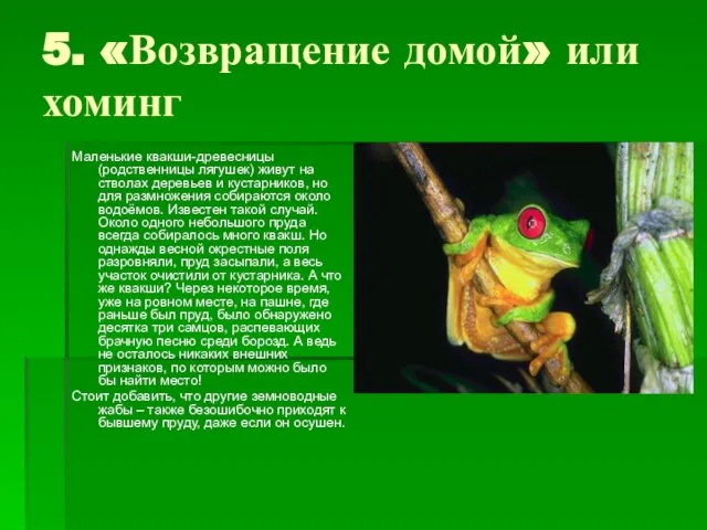 5. «Возвращение домой» или хоминг Маленькие квакши-древесницы (родственницы лягушек) живут на