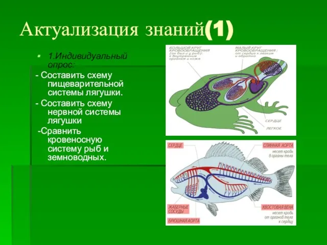 Актуализация знаний(1) 1.Индивидуальный опрос: - Составить схему пищеварительной системы лягушки. -