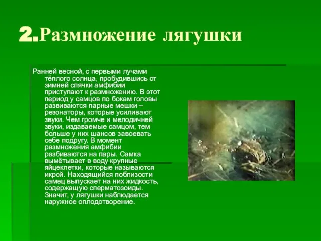 2.Размножение лягушки Ранней весной, с первыми лучами тёплого солнца, пробудившись от