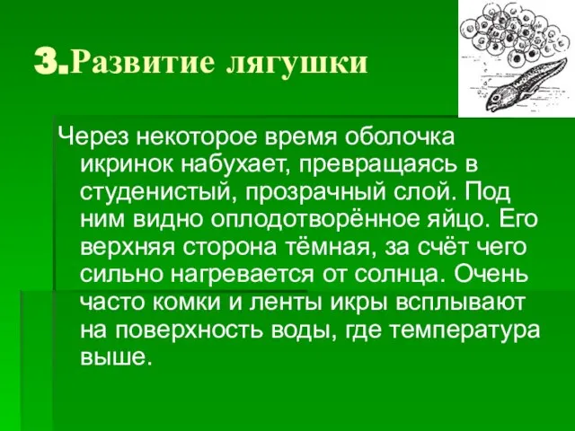 3.Развитие лягушки Через некоторое время оболочка икринок набухает, превращаясь в студенистый,