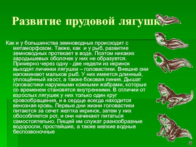 Развитие прудовой лягушки Как и у большинства земноводных происходит с метаморфозом.