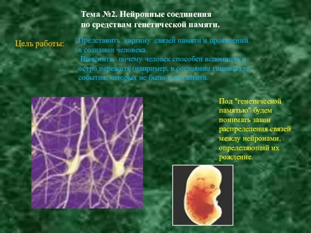 Тема №2. Нейронные соединения по средствам генетической памяти. Представить картину связей